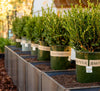 Corten Steel Cube Planter Box Outdoor diycartel 